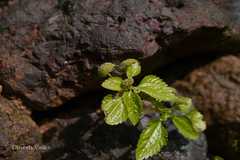 Lecanthus peduncularis